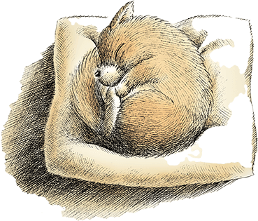 丸くなって眠っている犬のイラスト