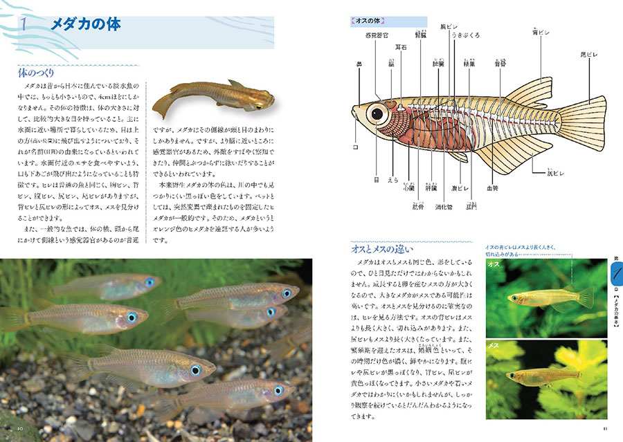 プロ直伝 メダカの飼い方 繁殖 交配ガイド 実業之日本社