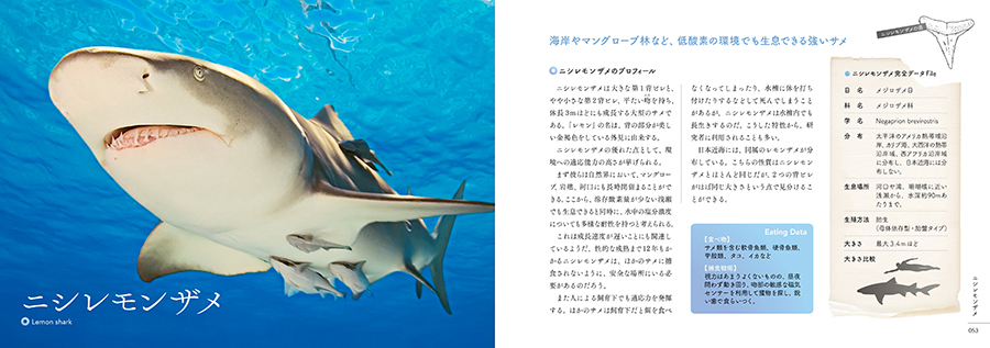 美しき捕食者 サメ図鑑サンプルイメージ1