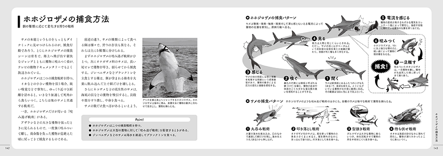 美しき捕食者 サメ図鑑サンプルイメージ3