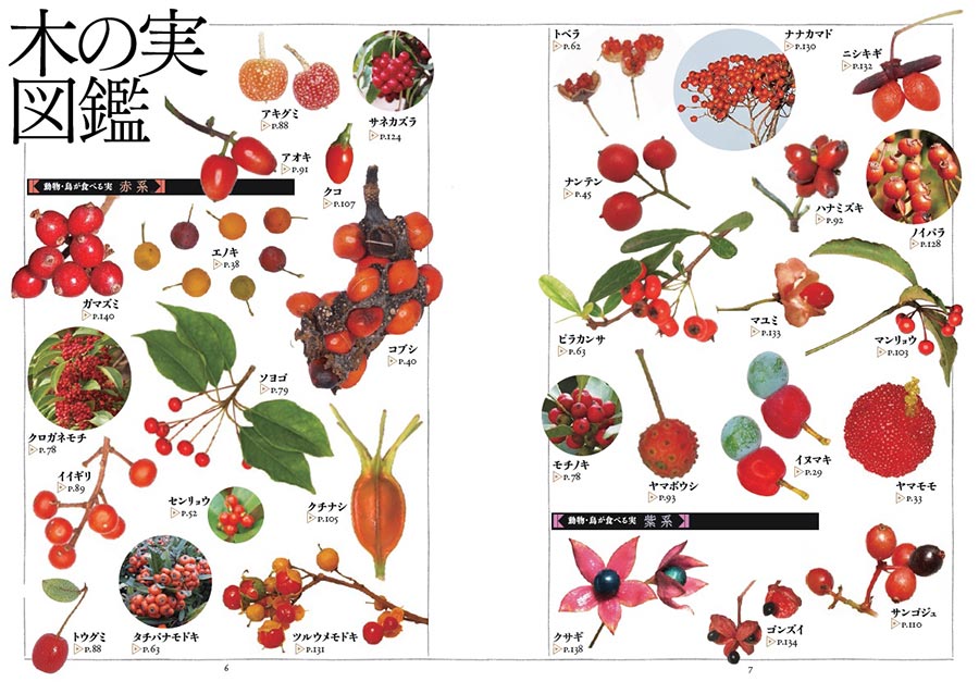 原寸で楽しむ 身近な木の実 タネ 図鑑 採集ガイド 実業之日本社