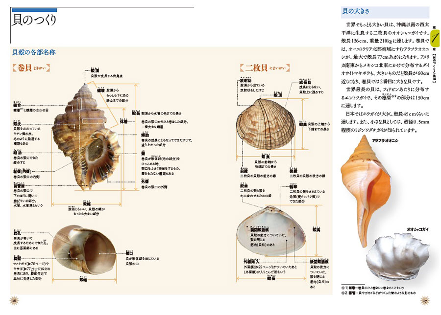 原寸で楽しむ 美しい貝 図鑑 採集ガイド 実業之日本社