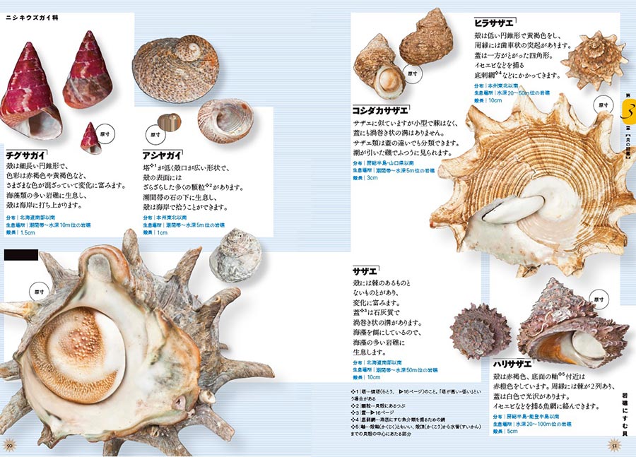 原寸で楽しむ 美しい貝 図鑑 採集ガイド 実業之日本社