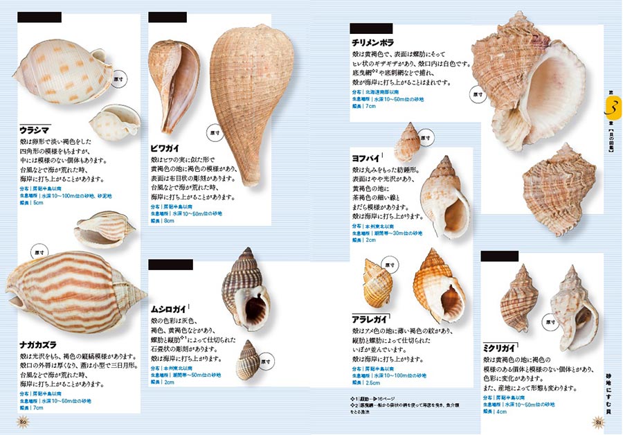 原寸で楽しむ 美しい貝 図鑑 採集ガイド 実業之日本社
