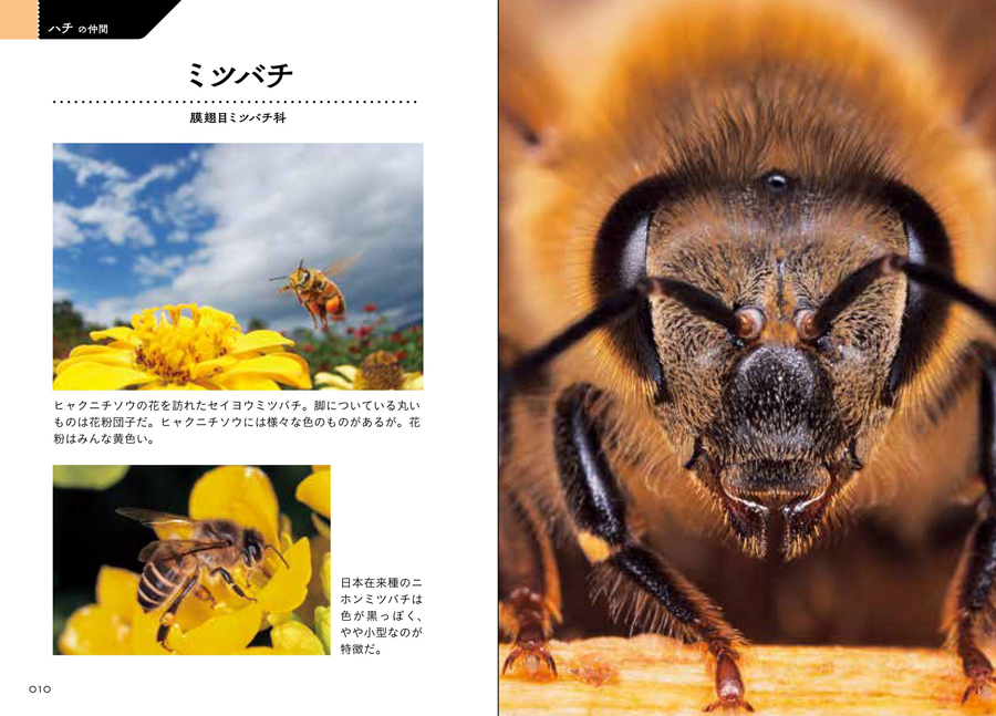 昆虫顔面図鑑サンプルイメージ3
